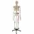 Homo-Skelett mit Muskeldarstellung A200.1