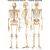 Anatomische Poster (laminiert) 50 x 70cm